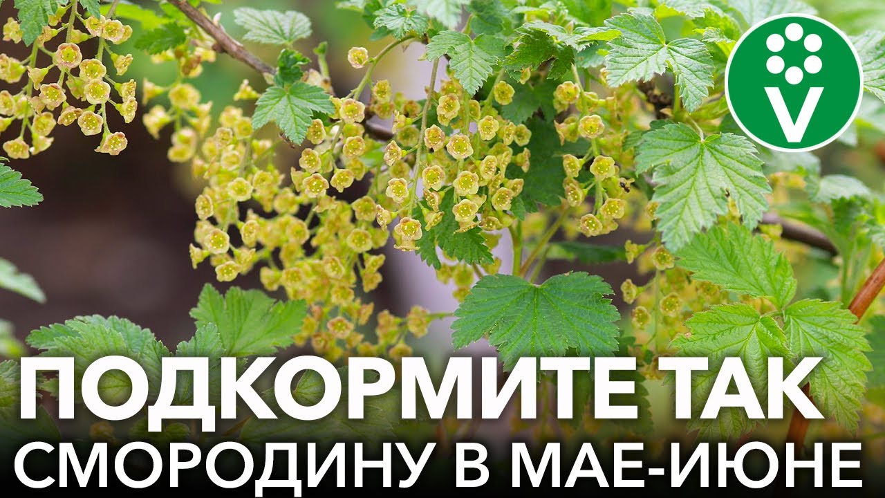 Всегда кормлю смородину и крыжовник так после цветения и собираю урожай сладких и крупных ягод