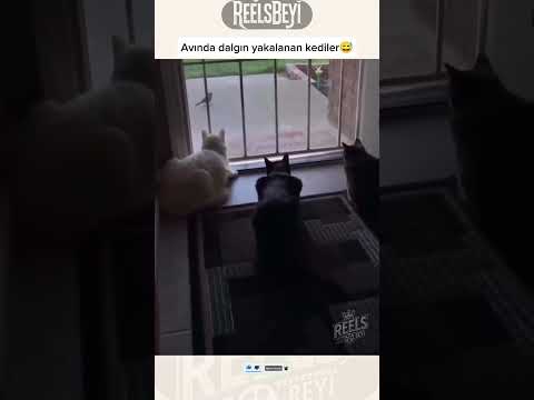 Köpeğin kaçışı çok iyi🤣 #reelsbeyi #shorts #viral