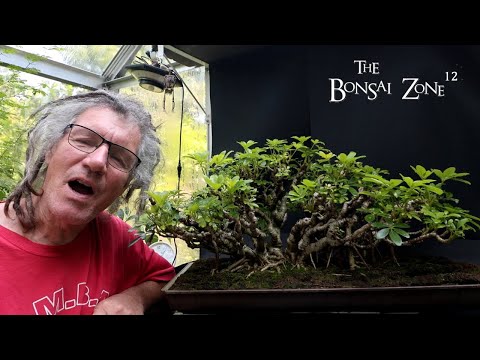 My Dwarf Schefflera, Shoot Selection and Pruning, The Bonsai Zone, July 2025