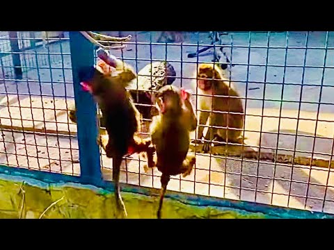 ТАК МИЛО! Рано утром Маняшка и Степашка бегут к обезьянке Майечке забрать ее к себе в вольер)