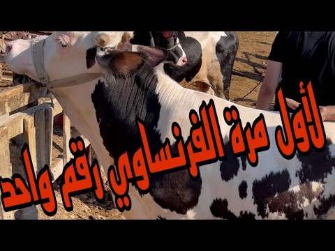 لأول مرة علي ارض سوق دمنهور للمواشي عجل فرنساوي براون ??