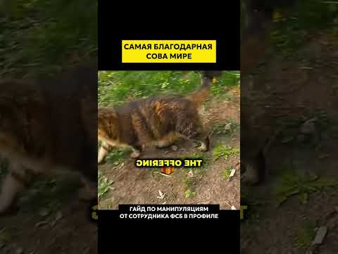 Самая большая благодарность в мире, поешьте немного, не дайте сердцу ребенка остыть!