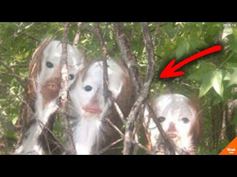 Jangan Lari Jika Ketemu Makhluk ini di Semak².! Tak Disangka ini Adalah…