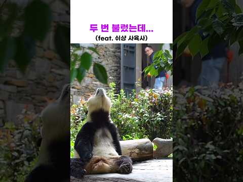 두 번 불렀는데(feat. 쉬샹사육사) #푸바오 #푸바오근황