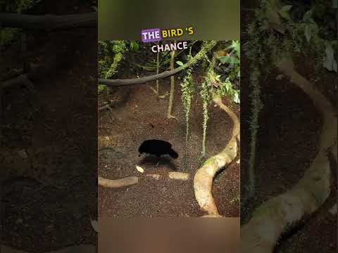 You won't believe what this bird does to attract a female's attention ? #viral