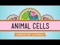 Exploring the Components of Eukaryotic Animal Cells