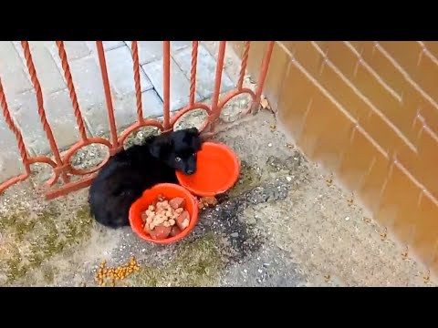 Little Puppy Abandoned at the Market Gate, Too Afraid to Eat Despite Starving