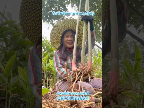 ต้นพันธุ์ข่าเกษตรแดงใหญ่ ขุดออกปลูกใหม่ทันที  มีขายตลอดปีจ้า #ข่าเกษตรแดงใหญ่