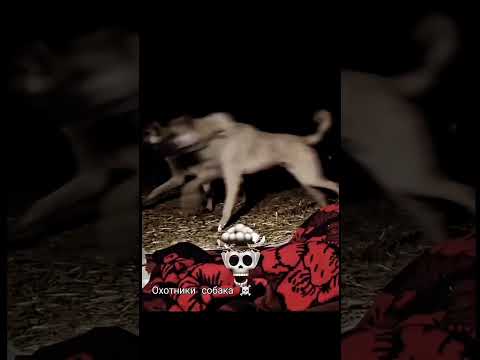 Wolf Attack on Sheeps😱😱