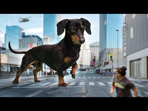 Ep 68: WIENERZILLA — Attack of the Giant Dachshund!