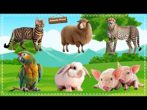 Discover the Fascinating World of Animal Sounds: Cat, Sheep, Leopard, Parrot, Rabbit, Pig