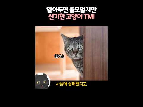 알아두면 쓸모없지만 신기한 고양이 TMI 🐱