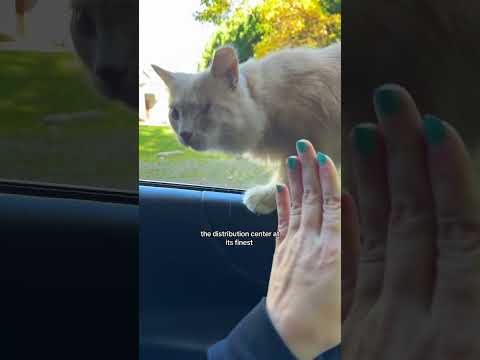 Kitty Hates Baby