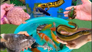 Bắt cá cảnh dễ thương, cá vàng, cá koi, cá trê, cá nemo, cá bình tích, cá trân châu