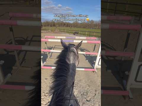 Jumping 170cm ๐ณ lol #equestrian #horses #showjumping #joking #pony #stallion #horserider