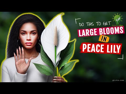 MY SECRETS TO INCREASE FLOWERING IN PEACE LILY ✌️ || Peace Lily Plant Care Tips & Mistakes