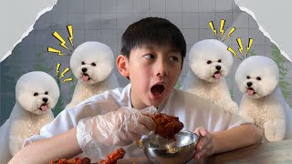 Makan Di Cafe Dengan 10 Anjing