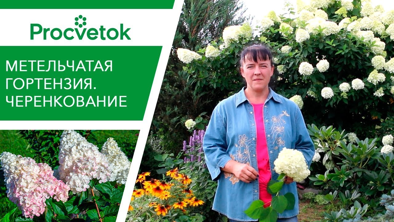 Опад яблок? Всё под гортензию! Правильные черенки гортензии.
