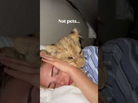 SLEEPING WITH LIONS #lion #shortvideos #viralvideos #youtubeshorts #animals #cute #shorts #youtube