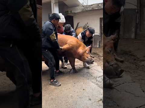 ๐ช Unstoppable Pig! Farmers Struggle to Cage a Super Strong Pig ๐ท ๐ฅ
