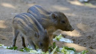 A Welcome Home for the Ages For These Amazing Little Piglets