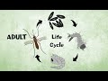 Mosquito Life Cycle and Behavior