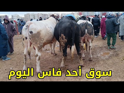 سوق أحد فاس 22/12/2024 أثمنة العجل الكسابي والݣزاري والعجلة كسابية والتسمين وبقرات فرجة ممتعة