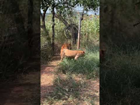 Playing #dog #dogfunny #dogvideo