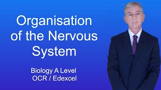 A Level Biology Revision (Year 13) "Organisation of the Nervous System"