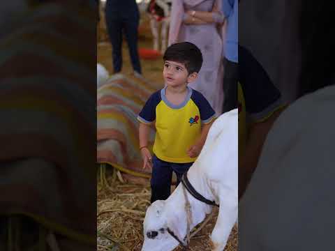 Wait for Amuโs epic cow negotiations! ๐