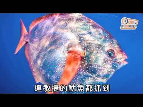 恆溫魚(1分33秒)