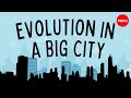Urban Wildlife and Evolution in New York City