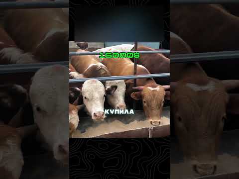 Доярка разорила олигарха
