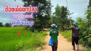 น้อยมากจะเจอปลาช่อนรวมฝูงใหญ่แบบนี้ จุดเดียวเต็มถุงกลับบ้าน 😲😲🐬🐬