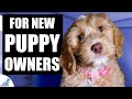 Puppy Training Techniques and Tips
