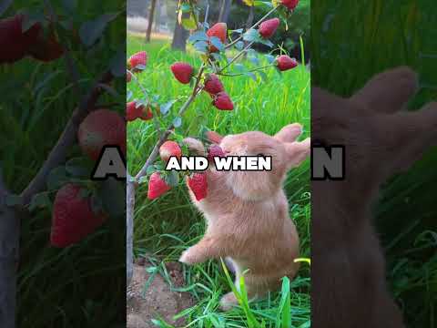 LAZIEST BUNNY! #animals #bunny #cuteanimal