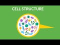 Exploring Cell Structure and Functions