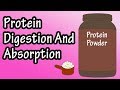 Protein Digestion and Absorption Concepts