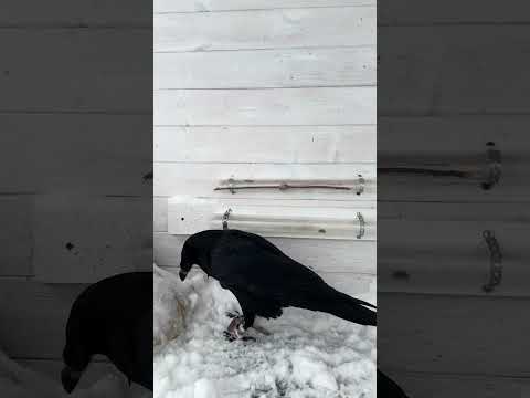 #воронгоша #raven