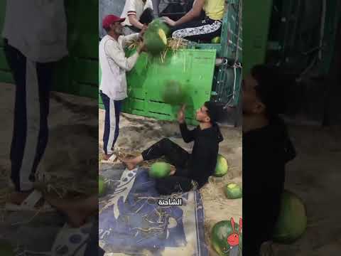 رجل مصري يعرف كيف يمسك البطيخ...!؟🤔
