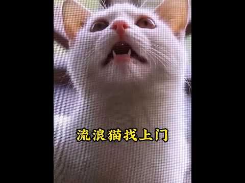 流浪猫每天都来碰瓷这位大姐,想要住进她家,可每次都会被大姐狠心地赶出屋外 #animals #cat #pets #猫咪