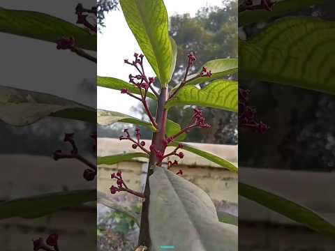 New technique for growing clove plant #clove #clove_grafting #farming #viral #shorts