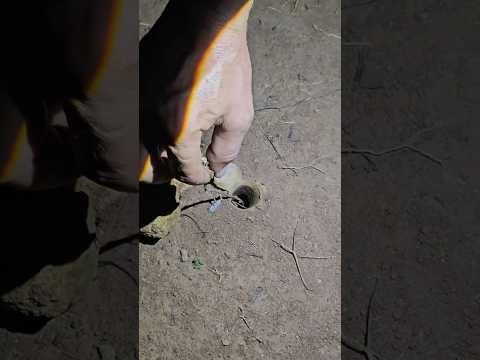 A coragem de mexer com esse bicho é pra poucos #animals #animaisselvagem