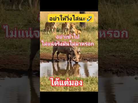#ไม่แน่จริงไม่มาตัวเดียวหรอก#วิ่งแข่งกับเราหรือเปล่า5555
