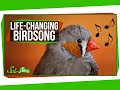 Understanding Bird and Human Behaviors