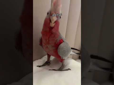 احبهم ههههههه