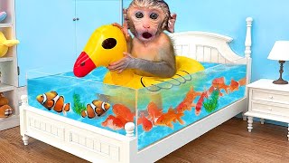 🔴LIVE - Monkey Baby Chu Chu Eat Fried Egg And Swimming With puppies and ducklings in the garden