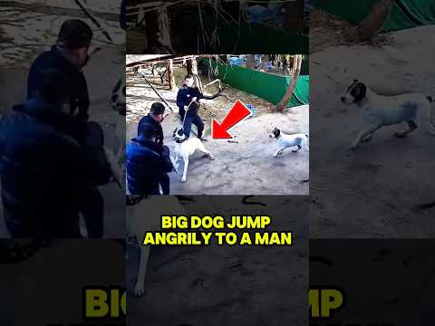 A Man Received Unexpected Strength From Angry Dogs Jump On Him 🥺