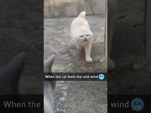 Cat:It’s cold 🥶🥶