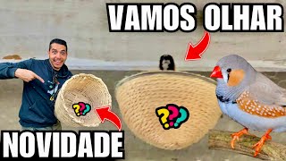 Cuidando dos Pintinhos | Atualizando o Ninho dos Manons | Diamante Mandarim | Aves Recriar